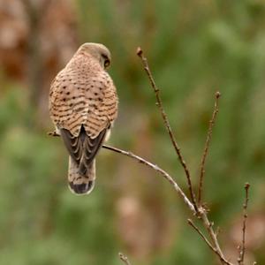 Common Kestrel