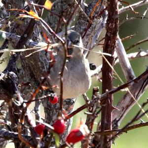 House Sparrow