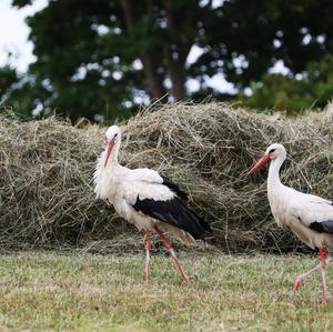 White Stork