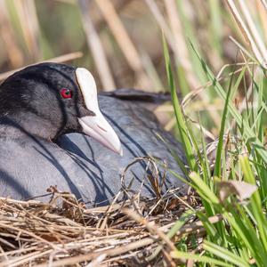 Common Coot