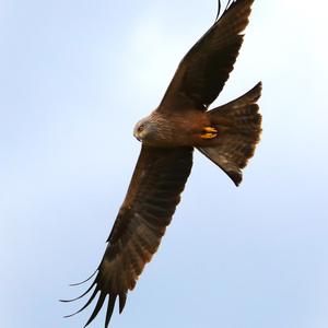 Red Kite