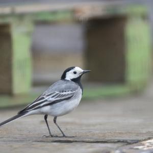 White Wagtail