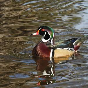 Wood Duck