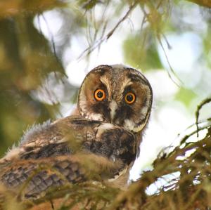 Long-eared Owl