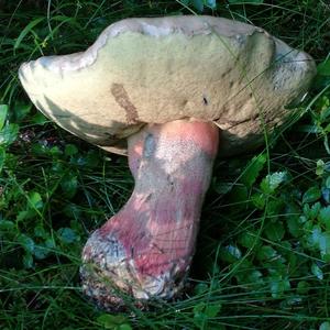 Scarlet-stemmed Bolete