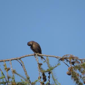 Common Starling