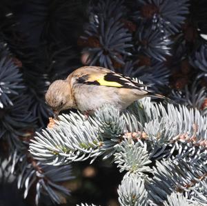 European Goldfinch