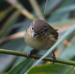 Common Chiffchaff