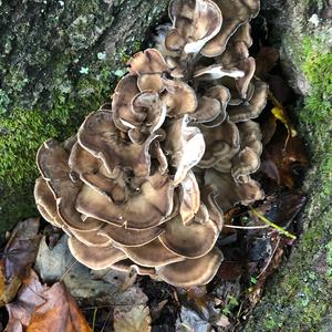 Hen-of-the-Woods