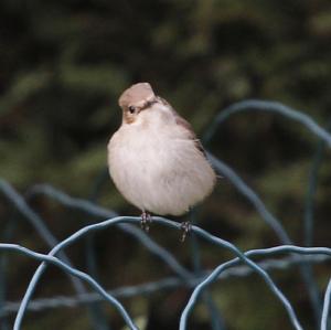 European Pied Flycatcher