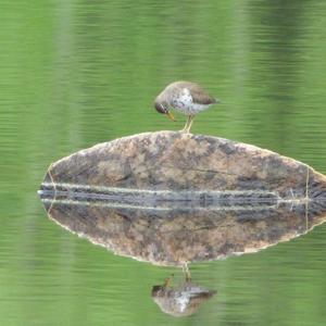 White-rumped Sandpiper