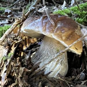 King Bolete