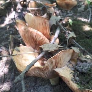 Tawny Funnel-cap