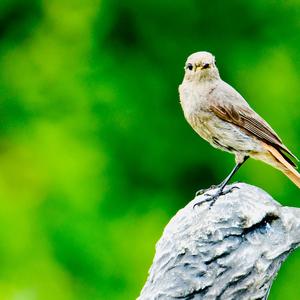 Black Redstart