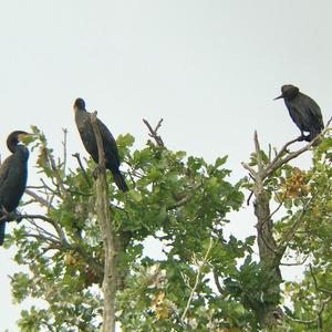 Great Cormorant