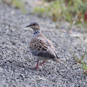 European Turtle-dove