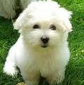 Coton de Tulear