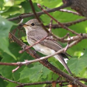 Spotted Flycatcher