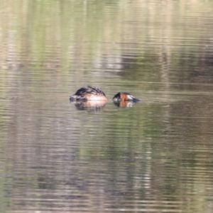 Great Crested Grebe