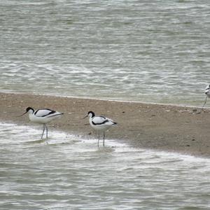 Pied Avocet