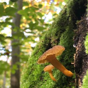 Trumpet Chanterelle