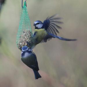 Blue Tit