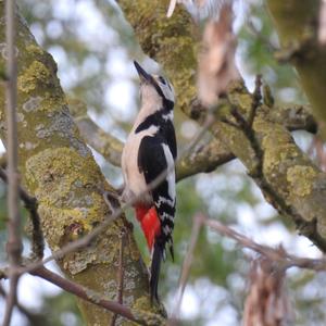 Great Spotted Woodpecker