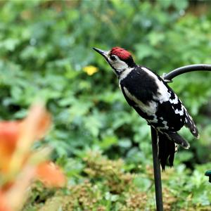 Great Spotted Woodpecker