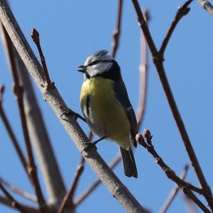 Blue Tit