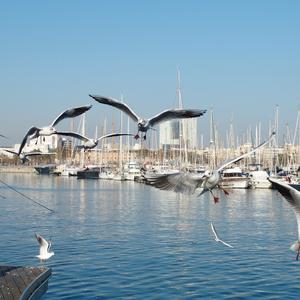 Herring Gull