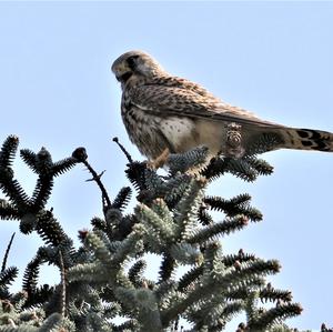 Common Kestrel