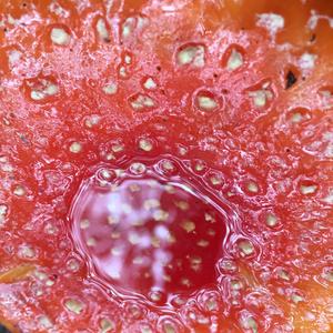 Fly Agaric