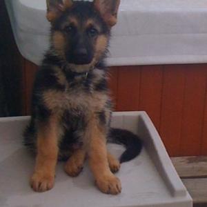 German Shepherd