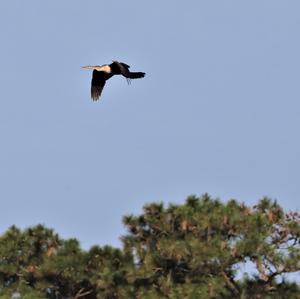 Amerikanischer Schlangenhalsvogel