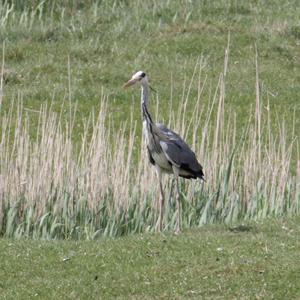 Grey Heron