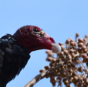 Turkey Vulture