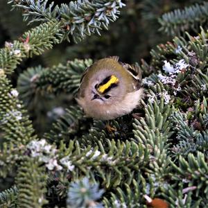 Wintergoldhähnchen