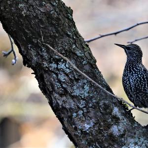 Common Starling