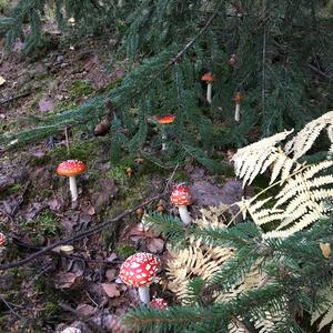 Fly Agaric