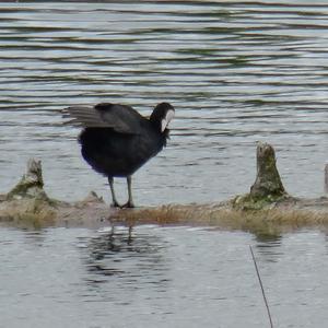 Common Coot