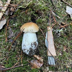 Summer Bolete