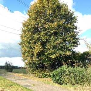 Large-leaved Linden