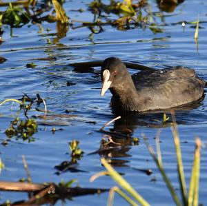 Common Coot