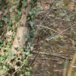 Common Kingfisher