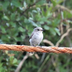 Spotted Flycatcher