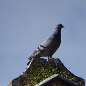 Rock Pigeon