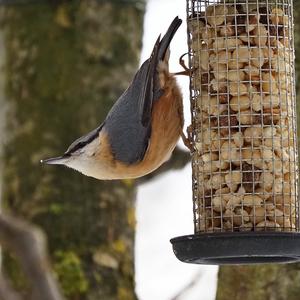 Wood Nuthatch