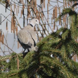 Eurasian Collared-dove