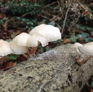 Porcelain Fungus