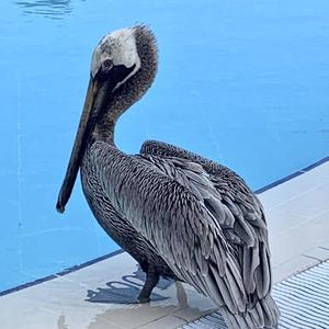 Brown Pelican